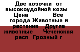 Две козочки  от высокоудойной козы › Цена ­ 20 000 - Все города Животные и растения » Другие животные   . Чеченская респ.,Грозный г.